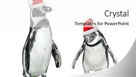 Presentation with graduation white cap - Slides enhanced with funny penguins with santa's background and a white colored foreground