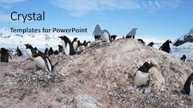  Presentation with antarctic - Presentation theme consisting of penguin in the antarctic pole background and a  colored foreground