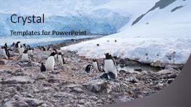  Presentation with antarctic - Colorful presentation theme enhanced with penguin in the antarctic pole backdrop and a light blue colored foreground