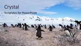  Presentation with antarctic - Slide set having penguin in the antarctic pole background and a  colored foreground