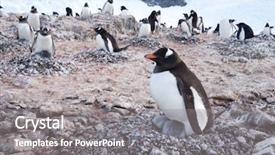  Presentation with antarctic - Audience pleasing presentation design consisting of penguin in the antarctic pole backdrop and a  colored foreground