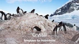  Presentation with antarctic - Presentation theme featuring penguin in the antarctic pole background and a  colored foreground