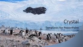  Presentation with antarctic - Presentation design having penguin in the antarctic pole background and a  colored foreground