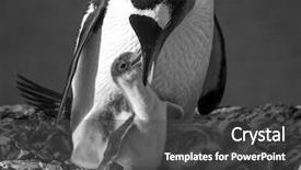  Presentation with children and communication - Colorful PPT theme enhanced with penguin mother and her two backdrop and a dark gray colored foreground