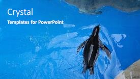 Presentation with swimming - Cool new PPT theme with penguin-swimming-at-a-wildlife backdrop and a teal colored foreground