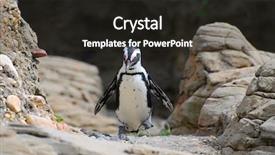  Presentation with zoo - Colorful theme enhanced with penguin walking on rocks in new york zoo backdrop and a dark gray colored foreground