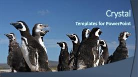  Presentation with volunteer - Slides having penguins at volunteer point background and a ocean colored foreground