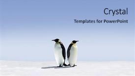  Presentation with bird - Presentation theme with bird go - penguins don't know where background and a light blue colored foreground