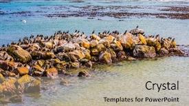  Presentation with south africa - Theme enhanced with penguins in boulders penguin colony background and a  colored foreground