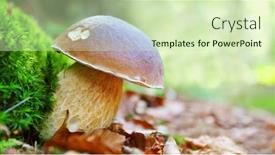  Presentation with mushroom - PPT theme with penny-bun-boletus-edulis-close background and a soft green colored foreground