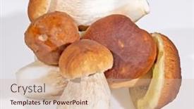  Presentation with mushrooms - Theme with penny-bun-mushrooms-isolated background and a lemonade colored foreground