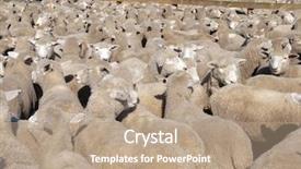  Presentation with yard sale - Presentation theme with pens of sheep background and a coral colored foreground