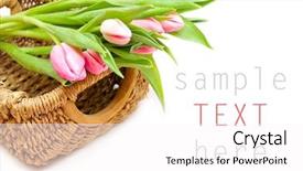  Presentation with pink white - Cool new PPT layouts with pensils - pink tulips on white background backdrop and a pink colored foreground