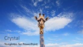  Presentation with jeep - Slides having pensive-giraffe-long-necked-giraffe background and a light blue colored foreground