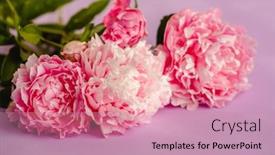  Presentation with postcard - Cool new slide deck with peonies-bouquet-frame-postcard-mother backdrop and a coral colored foreground