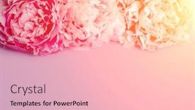  Presentation with postcard - Audience pleasing slides consisting of peonies-bouquet-frame-postcard-mother backdrop and a lemonade colored foreground