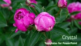  Presentation with pink beauty - PPT layouts enhanced with peonies-bush-blooming-beautiful-pink background and a forest green colored foreground