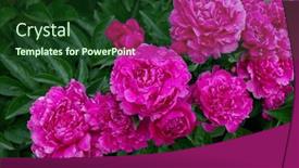  Presentation with pink beauty - PPT theme consisting of peonies-bush-blooming-beautiful-pink background and a forest green colored foreground