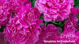  Presentation with pink beauty - Presentation theme having peonies-bush-blooming-beautiful-pink background and a violet colored foreground