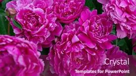  Presentation with pink beauty - Presentation design enhanced with peonies-bush-blooming-beautiful-pink background and a violet colored foreground