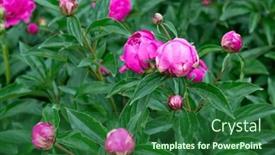  Presentation with pink beauty - Slide deck with peonies-bush-blooming-beautiful-pink background and a forest green colored foreground
