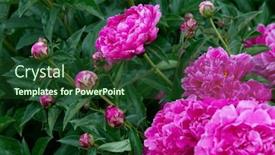  Presentation with pink beauty - Slides featuring peonies-bush-blooming-beautiful-pink background and a forest green colored foreground