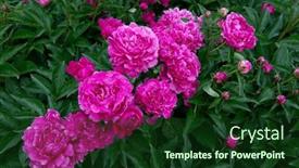  Presentation with pink beauty - PPT theme enhanced with peonies-bush-blooming-beautiful-pink background and a tawny brown colored foreground