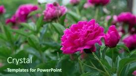  Presentation with pink beauty - Presentation theme with peonies-bush-blooming-beautiful-pink background and a forest green colored foreground