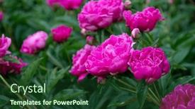  Presentation with pink beauty - Theme consisting of peonies-bush-blooming-beautiful-pink background and a forest green colored foreground