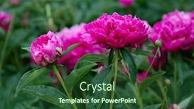  Presentation with pink beauty - Slide deck having peonies-bush-blooming-beautiful-pink background and a forest green colored foreground