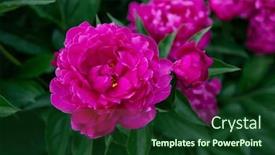  Presentation with pink beauty - Slides enhanced with peonies-bush-blooming-beautiful-pink background and a forest green colored foreground