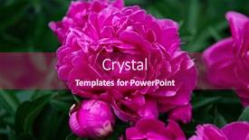  Presentation with pink beauty - Slide set featuring peonies-bush-blooming-beautiful-pink background and a violet colored foreground