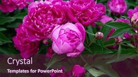  Presentation with pink beauty - Presentation theme having peonies-bush-blooming-beautiful-pink background and a violet colored foreground