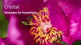  Presentation with peony flower - Cool new slide deck with peony-flower-in-the-garden backdrop and a violet colored foreground