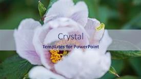  Presentation with peony flower - Beautiful PPT theme featuring peony-flower-in-the-garden backdrop and a sky blue colored foreground