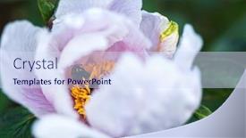  Presentation with peony flower - Presentation design featuring peony-flower-in-the-garden background and a sky blue colored foreground