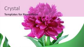  Presentation with peony flower - Beautiful presentation featuring peony flower isolated on white background backdrop and a coral colored foreground