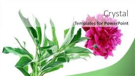  Presentation with peony flower - Slides consisting of peony flower isolated on white background background and a white colored foreground