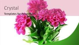  Presentation with peony flower - Presentation enhanced with peony flower isolated on white background background and a coral colored foreground