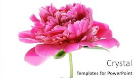  Presentation with peony flower - Colorful PPT theme enhanced with peony flower isolated on white background backdrop and a white colored foreground