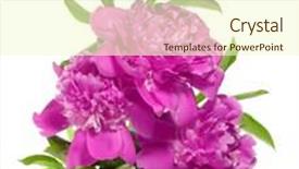  Presentation with peony flower - Cool new presentation theme with peony flower isolated on white backdrop and a cream colored foreground