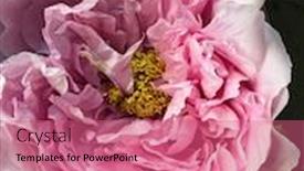  Presentation with peony flower - Audience pleasing slides consisting of peony-flower-on-blurred-green backdrop and a coral colored foreground