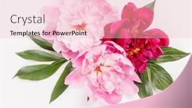 Presentation with peony - Theme with peony-flowers-on-the-white background and a lemonade colored foreground