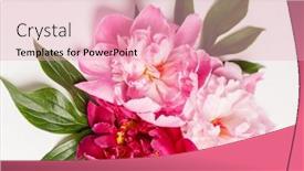  Presentation with peony - PPT layouts featuring peony-flowers-on-the-white background and a lemonade colored foreground