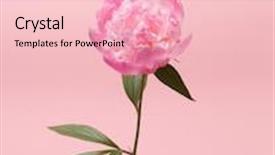 Presentation with peony - Cool new presentation theme with peony in the hand backdrop and a lemonade colored foreground