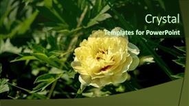  Presentation with peony - Presentation theme with peony-in-the-spring-garden background and a  colored foreground