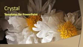  Presentation with peony - Slide deck consisting of peony on the black background background and a tawny brown colored foreground
