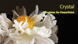  Presentation with peony - PPT layouts with peony on the black background background and a wine colored foreground