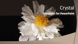  Presentation with peony - Amazing theme having peony on the black background backdrop and a dark gray colored foreground