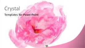  Presentation with peony - Presentation theme with peony on the white background and a white colored foreground